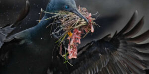 Beautiful Winning Photos From The 2025 Audubon Bird Photography Awards