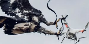 Tech Experiment vs Nature: Incredible Photos of Eagles Attacking Drones