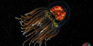 Spectacular Winning Images from the 2025 Underwater Awards Australasia