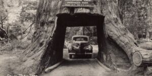 Amazing Photos of People With Giant Trees in the Early 20th Century