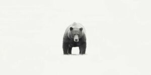 Amazing Wildlife Winning Images from the 1839 Photographer of the Year Awards