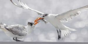 Stunning Winning Photos From The 2025 Audubon Bird Photography Awards