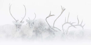Spectacular Winners from the 2025 European Wildlife Photographer of the Year Awards