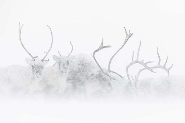 Spectacular Winners from the 2025 European Wildlife Photographer of the Year Awards