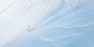 Beautiful Birds And Mammals Winning Photos from the 2025 GDT Nature Photographer of the Year