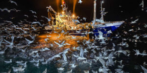 Spectacular Winning Images from the Wildlife Photographer of the Year 2025