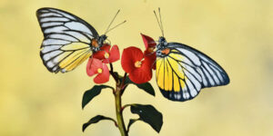 Stunning Nature Winners from the 1839 Photographer of the Year Awards 2025