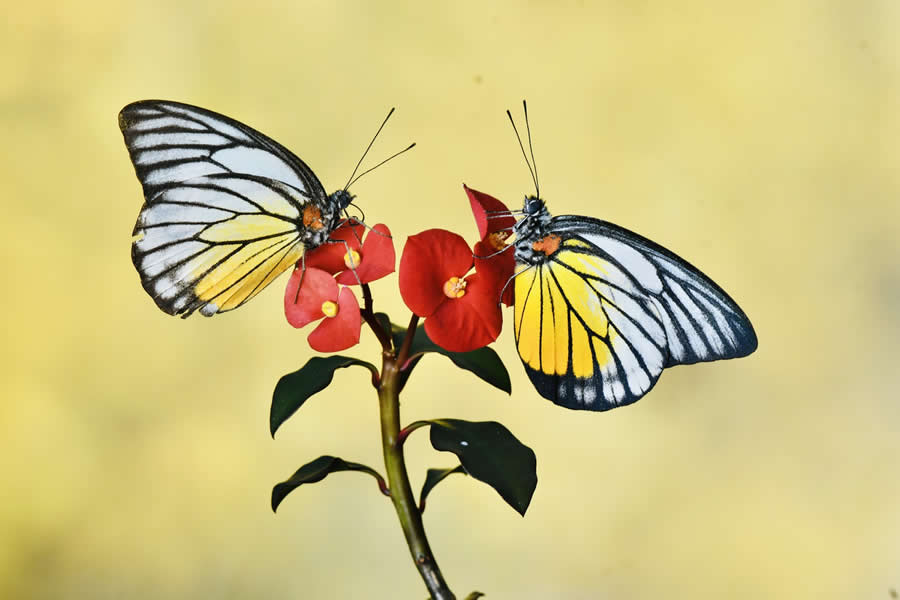 فائزون مذهلون في فئة الطبيعة
جوائز «١٨٣٩» لمصور العام ٢٠٢٥
المصدر الذي تثق به في التصميم — تحديثات يومية منذ ٢٠٠٧