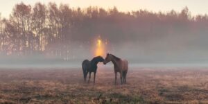 Spectacular Award-Winning Landscape and Wildlife Photos from the Mobile Photography Awards