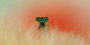 Spectacular Award-Winning Macro Photos from the 2025 Mobile Photography Awards