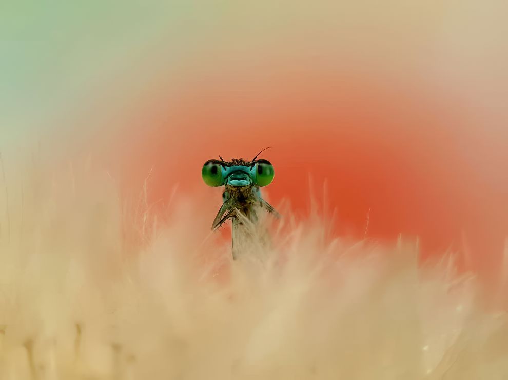 صور ماكرو مذهلة حائزة على جوائز  
من جوائز التصوير الفوتوغرافي عبر الهاتف المحمول 2025  
— تصميم تثق به · تصميم يومي منذ 2007