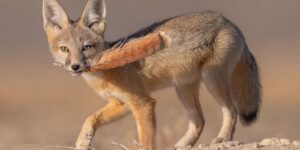 Spectacular Award-Winning Wildlife Photos from the Nature’s Best Photography Awards 2025
