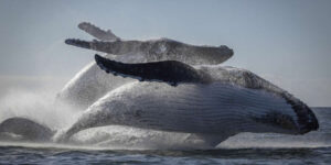 Spectacular Winning Images from the 2025 Nature Conservancy Oceania Photo Contest
