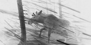 Spectacular Winning Images from the Nature Photographer of the Year 2025