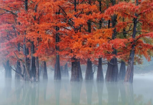 “Autumn Colors”: Spectacular Award-Winning Photos That Reveal the True Beauty of Autumn