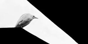 Spectacular Black and White Winners from the Mobile Photography Awards 2025