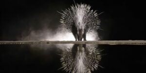 Remarkable Wildlife Winners from the 2025 Chromatic Awards That Celebrate Nature in Color