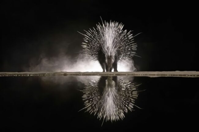 Remarkable Wildlife Winners from the 2025 Chromatic Awards That Celebrate Nature in Color