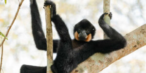 Hilarious Photos from the 2025 Comedy Wildlife Photography People’s Choice Awards