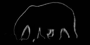 Spectacular Wildlife Winning Photos from the Monochrome Photography Awards 2025
