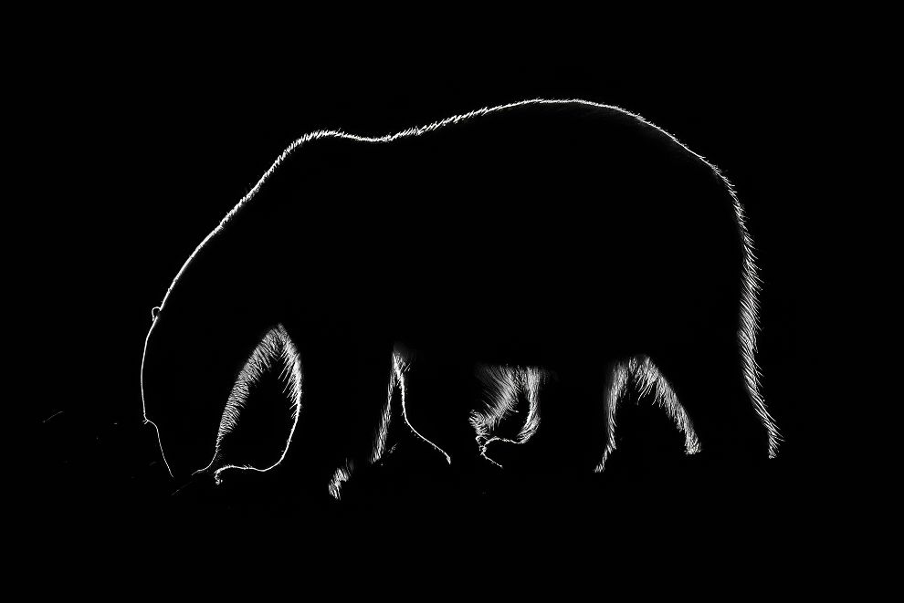 صور فائزة مذهلة للحياة البرية  
من جوائز التصوير بالأبيض والأسود 2025  
— ديزاين يو ترست: مصدر تصاميم موثوق يومياً منذ 2007