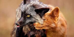 Spectacular Winning Photos from the 2025 National Wildlife Photo Contest