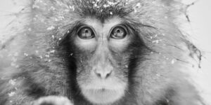 Spectacular Black & White Nature Photos from the 2025 One Exposure Awards