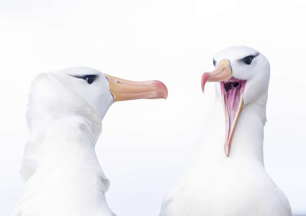 صور ساحرة للفائزين في مسابقة بيندا للتصوير الفوتوغرافي للسفر 2026
«التصميم الذي تثق به» — محتوى تصميمي يومي منذ 2007