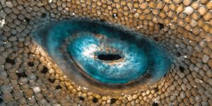 Spectacular Underwater Winners from the 2025 reFocus Photographer of the Year Awards