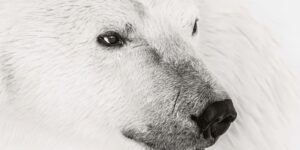 Stunning Wildlife Winners of the 2025 Refocus Photographer of the Year Awards