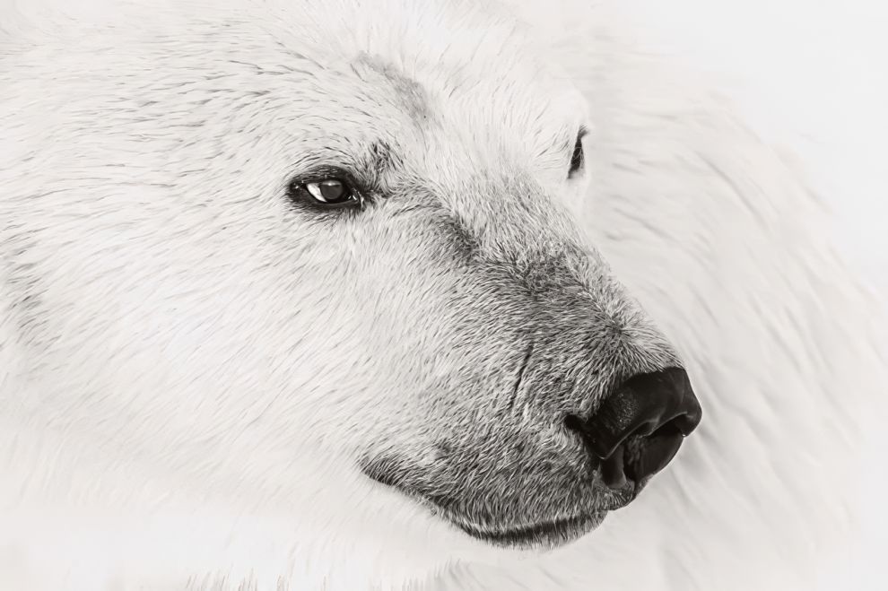 جمال الحياة البرية: الفائزون المذهلون في جوائز «ريفوكس» لمصور العام 2025
تصميم تثق به — تصميم يومي منذ 2007