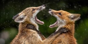 Beautiful Winning Images From The LCE Photographer of the Year 2026