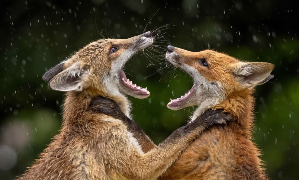 صور فائزة رائعة لمصور العام إل سي إي ٢٠٢٦
«تصميم تثق به — تصميم يومي منذ ٢٠٠٧»