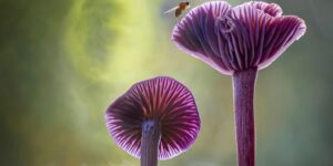 The World of Fungi: Award-Winning Photos from the Garden Photographer of the Year
