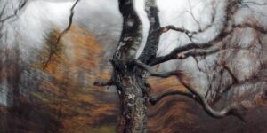 Dreamlike Transitions In Leaves And Light: The Experimental Nature Photography Of Eugene Golovesov