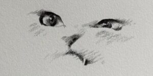 Chinese Artist Creates Minimal Drawings That Capture Animal Personality Perfectly
