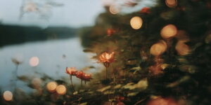 This Fine Art Photographer Uses Vintage Lenses To Turn Ordinary Forests Into Hauntingly Beautiful Fairy Tale Realms